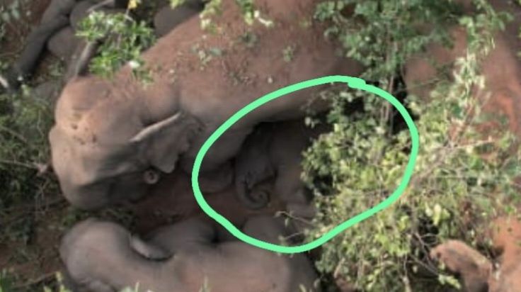 पहाड़ी से नहीं उतरा घायल हाथी, उपचार अब भी लंबित